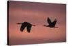 Sandhill Cranes Flying-DLILLC-Stretched Canvas