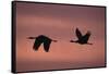 Sandhill Cranes Flying-DLILLC-Framed Stretched Canvas