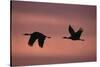 Sandhill Cranes Flying-DLILLC-Stretched Canvas