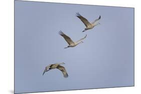 Sandhill Cranes Flying-DLILLC-Mounted Premium Photographic Print