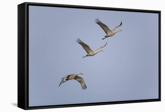 Sandhill Cranes Flying-DLILLC-Framed Stretched Canvas