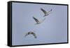 Sandhill Cranes Flying-DLILLC-Framed Stretched Canvas