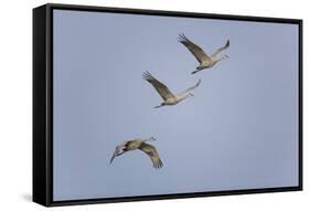 Sandhill Cranes Flying-DLILLC-Framed Stretched Canvas