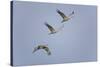 Sandhill Cranes Flying-DLILLC-Stretched Canvas