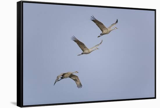 Sandhill Cranes Flying-DLILLC-Framed Stretched Canvas