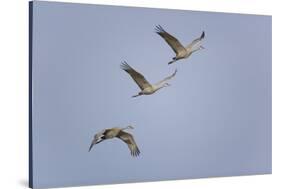 Sandhill Cranes Flying-DLILLC-Stretched Canvas