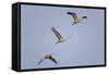 Sandhill Cranes Flying-DLILLC-Framed Stretched Canvas