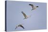 Sandhill Cranes Flying-DLILLC-Stretched Canvas