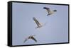 Sandhill Cranes Flying-DLILLC-Framed Stretched Canvas