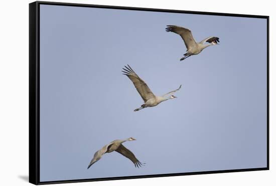 Sandhill Cranes Flying-DLILLC-Framed Stretched Canvas