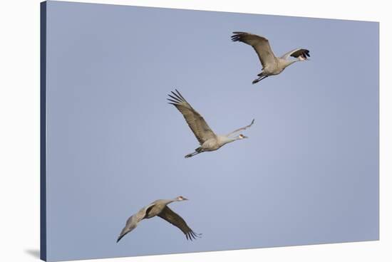 Sandhill Cranes Flying-DLILLC-Stretched Canvas