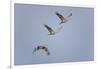 Sandhill Cranes Flying-DLILLC-Framed Photographic Print