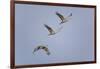 Sandhill Cranes Flying-DLILLC-Framed Photographic Print