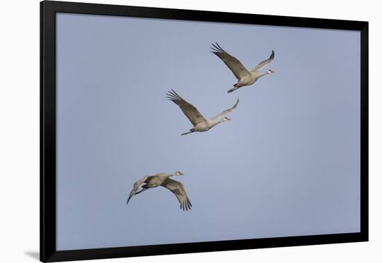 Sandhill Cranes Flying-DLILLC-Framed Photographic Print