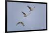 Sandhill Cranes Flying-DLILLC-Framed Photographic Print