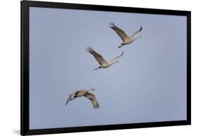 Sandhill Cranes Flying-DLILLC-Framed Photographic Print