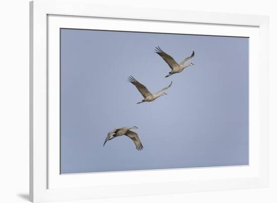 Sandhill Cranes Flying-DLILLC-Framed Photographic Print