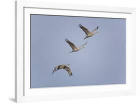 Sandhill Cranes Flying-DLILLC-Framed Photographic Print