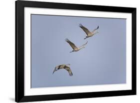 Sandhill Cranes Flying-DLILLC-Framed Photographic Print