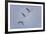 Sandhill Cranes Flying-DLILLC-Framed Photographic Print