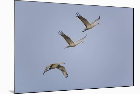 Sandhill Cranes Flying-DLILLC-Mounted Photographic Print