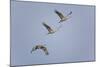 Sandhill Cranes Flying-DLILLC-Mounted Photographic Print