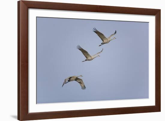 Sandhill Cranes Flying-DLILLC-Framed Photographic Print