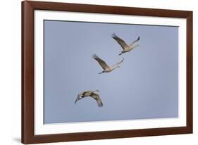 Sandhill Cranes Flying-DLILLC-Framed Photographic Print