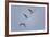 Sandhill Cranes Flying-DLILLC-Framed Photographic Print