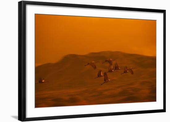 Sandhill Cranes Flying-DLILLC-Framed Photographic Print