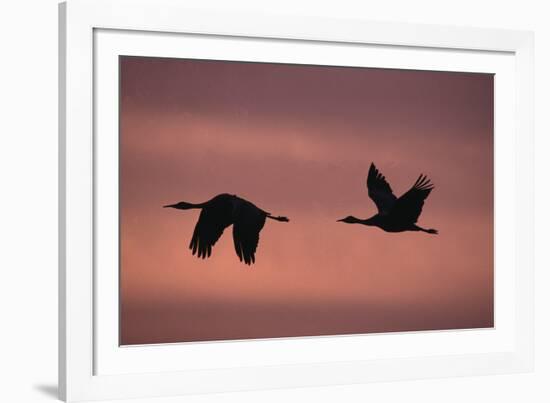 Sandhill Cranes Flying-DLILLC-Framed Photographic Print