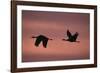 Sandhill Cranes Flying-DLILLC-Framed Photographic Print