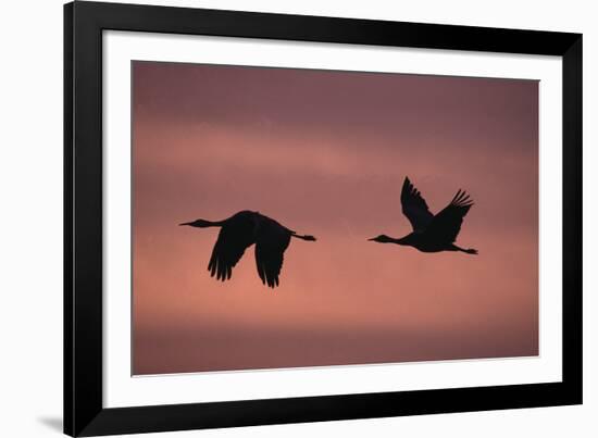 Sandhill Cranes Flying-DLILLC-Framed Photographic Print