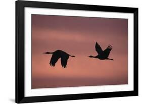 Sandhill Cranes Flying-DLILLC-Framed Photographic Print