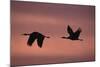 Sandhill Cranes Flying-DLILLC-Mounted Photographic Print