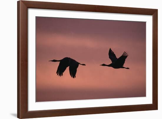 Sandhill Cranes Flying-DLILLC-Framed Photographic Print