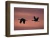 Sandhill Cranes Flying-DLILLC-Framed Photographic Print