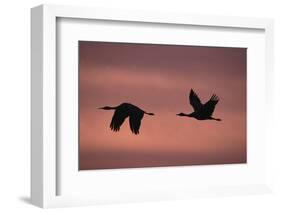 Sandhill Cranes Flying-DLILLC-Framed Photographic Print