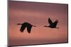 Sandhill Cranes Flying-DLILLC-Mounted Photographic Print