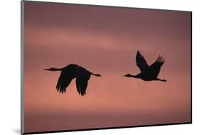 Sandhill Cranes Flying-DLILLC-Mounted Photographic Print