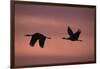 Sandhill Cranes Flying-DLILLC-Framed Photographic Print