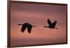 Sandhill Cranes Flying-DLILLC-Framed Photographic Print