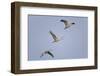 Sandhill Cranes Flying-DLILLC-Framed Photographic Print