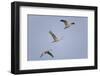 Sandhill Cranes Flying-DLILLC-Framed Photographic Print