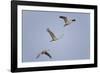 Sandhill Cranes Flying-DLILLC-Framed Photographic Print