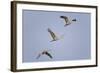 Sandhill Cranes Flying-DLILLC-Framed Photographic Print