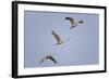 Sandhill Cranes Flying-DLILLC-Framed Photographic Print