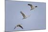 Sandhill Cranes Flying-DLILLC-Mounted Photographic Print