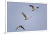 Sandhill Cranes Flying-DLILLC-Framed Photographic Print