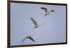 Sandhill Cranes Flying-DLILLC-Framed Photographic Print